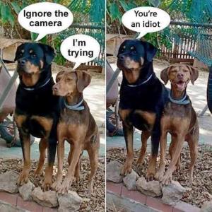 kameraya-gulen-kopek