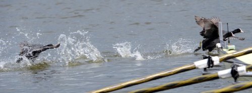 Ördeklere dikkat...