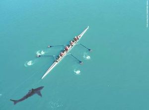 Köpek balığı kovalayınca