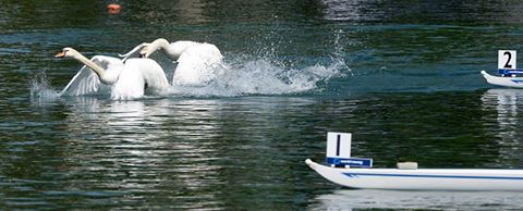 Kuğuların rahatını bozduk...