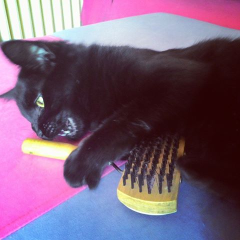 Şu fırçadan nefret ediyorum