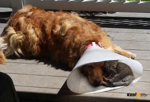 Hasta köpek ve kedi